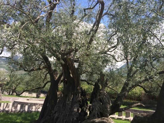 Old Olive Tree